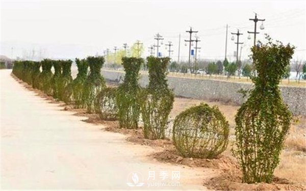 渭南引進南陽月季，強勢打造馬趵泉景區(qū)景觀美化帶(圖4)