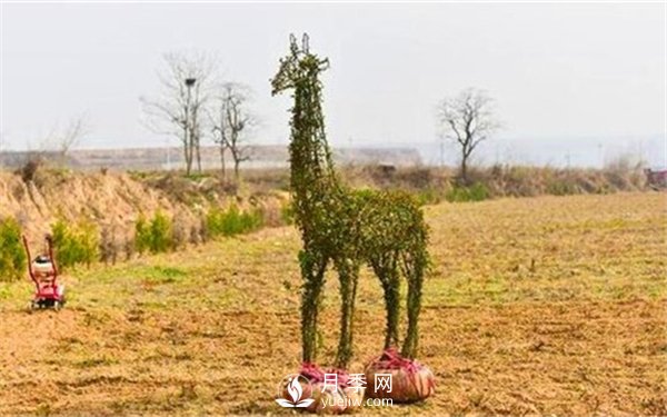 渭南引進南陽月季，強勢打造馬趵泉景區(qū)景觀美化帶(圖5)