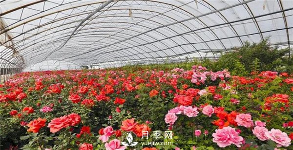 趙世偉：期待南陽，做走向世界的月季先行者！(圖1)