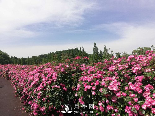 國內(nèi)“安吉拉”月季花墻 有多長？(圖1)