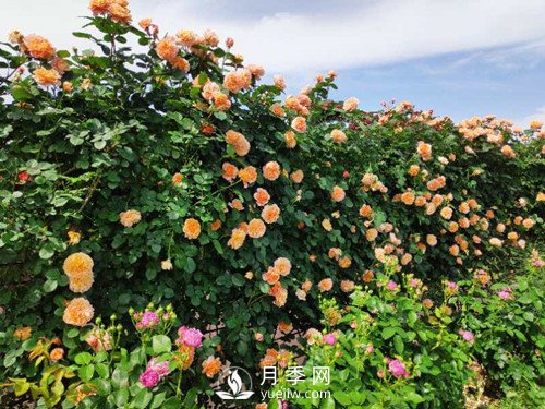 國內(nèi)“安吉拉”月季花墻 有多長？(圖2)