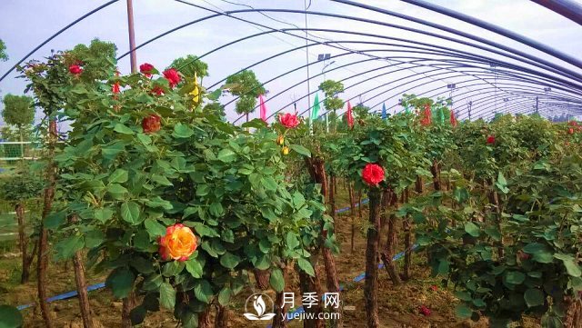 南陽(yáng)樹狀月季怎么培育，南陽(yáng)月季樹有什么特點(diǎn)(圖1)