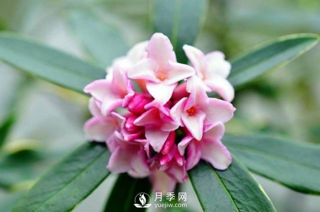 金邊瑞香，偷得百香集一身(圖1)