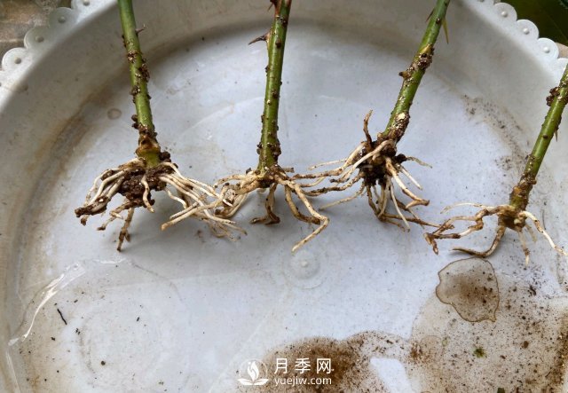 扦插生根的月季移栽以后變成黑干柴，有什么移栽技巧？(圖2)