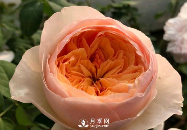 扦插生根的月季移栽以后變成黑干柴，有什么移栽技巧？(圖3)