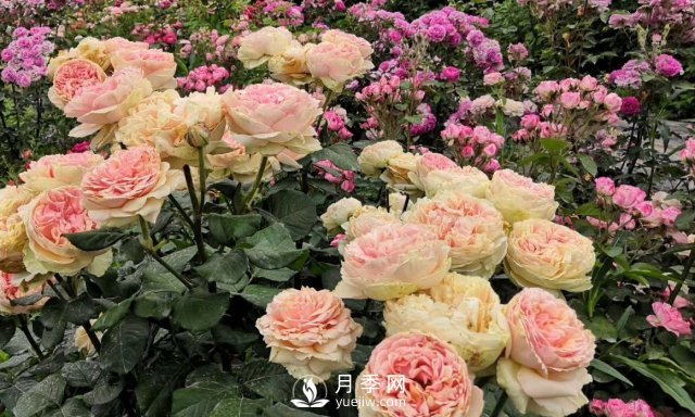 扦插生根的月季移栽以后變成黑干柴，有什么移栽技巧？(圖4)