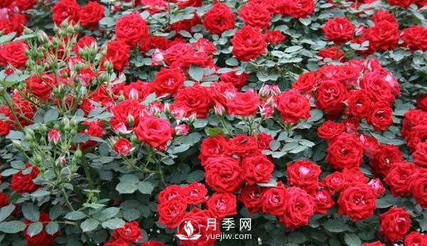 樹(shù)狀月季花的盆栽養(yǎng)殖方法(圖2)