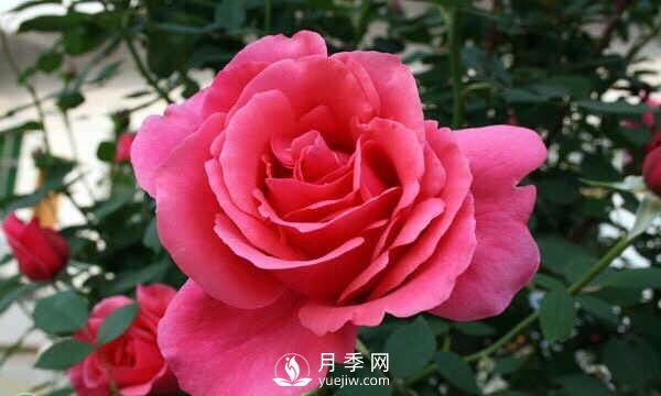 樹(shù)狀月季花的盆栽養(yǎng)殖方法(圖1)
