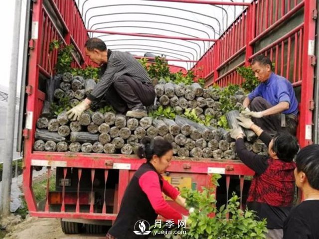 苗木運(yùn)輸這樣搞，才能省錢(圖1)