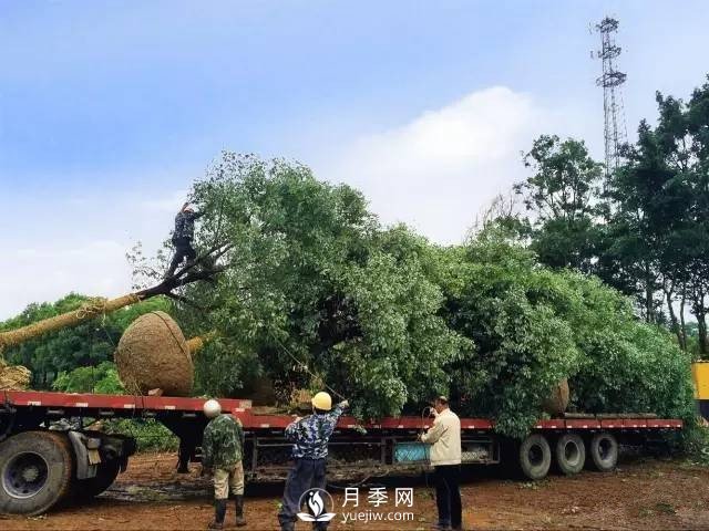 苗木旺季，想掙穩(wěn)當(dāng)錢(qián)，苗木物流運(yùn)輸很重要(圖1)