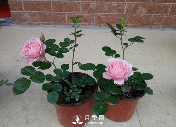 種養(yǎng)月季要多大的花盆合適？(圖1)