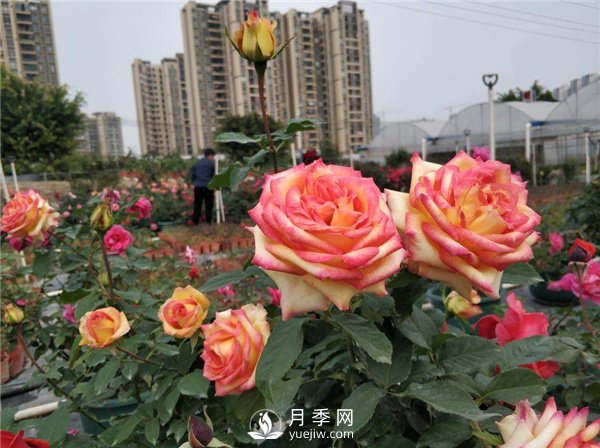 影響月季花嫁接成活率的因素有哪些大家知道嗎？(圖1)