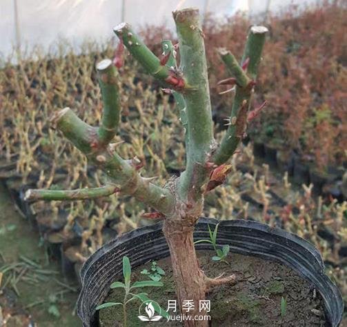 切花月季的栽培技術(shù)有哪些需要大家了解的您知道嗎？(圖1)