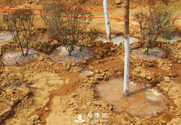 樹(shù)木栽植時(shí)應(yīng)做好根部的哪些護(hù)理？(圖1)