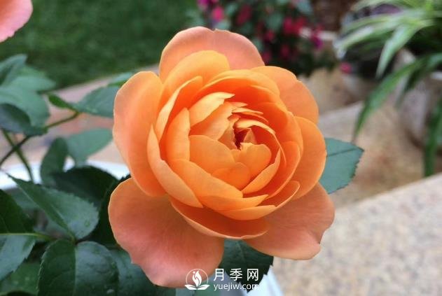 看到我修剪月季，鄰居說種月季多會破財，建議全砍掉(圖1)