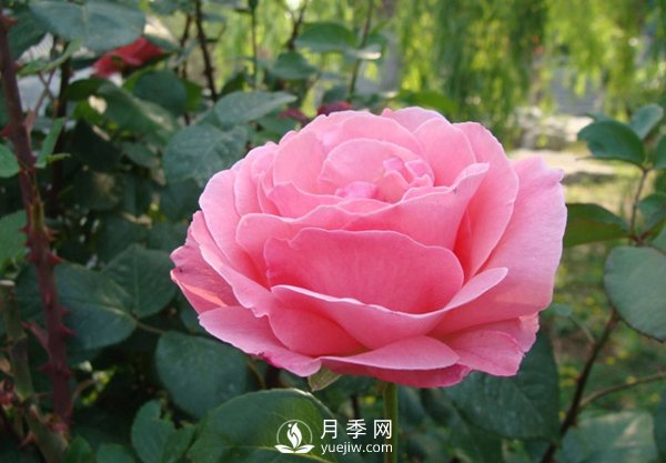 月季人稱花中皇后，盆栽月季開花的關(guān)鍵是什么？(圖1)