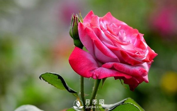月季是一種中藥藥材嗎？有什么藥效(圖1)