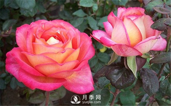 夏季太陽大，沒幾種花是不怕暴曬，大花月季的6個(gè)傷不起(圖1)
