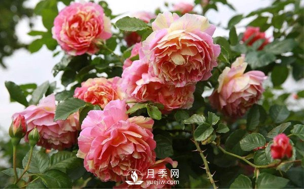 月季的整枝修剪是否得當(dāng)直接影響壽命，該如何修剪呢？(圖1)