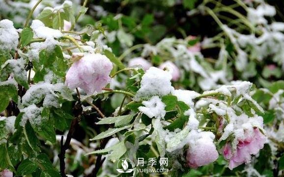 立春了，注意防護(hù)苗木倒春寒(圖1)