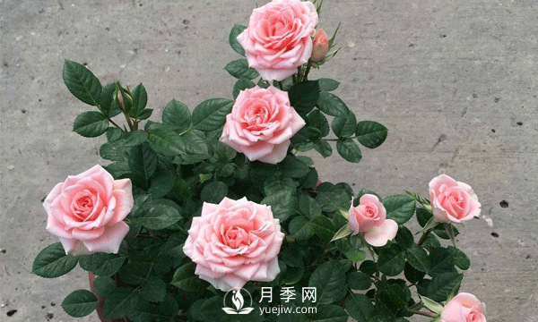 現(xiàn)在發(fā)展苗木還有市場嗎？種植綠化苗木要掌握以下關鍵措施(圖2)
