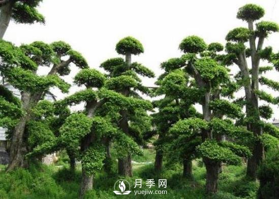 十大名貴樹木有哪些？(圖1)