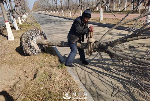 現(xiàn)在種植什么綠化苗木前景好？(圖1)
