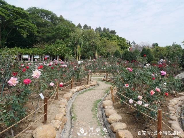 廣州“五彩繽紛”的月季花園，開(kāi)滿(mǎn)全園，游客贊道太美了(圖1)