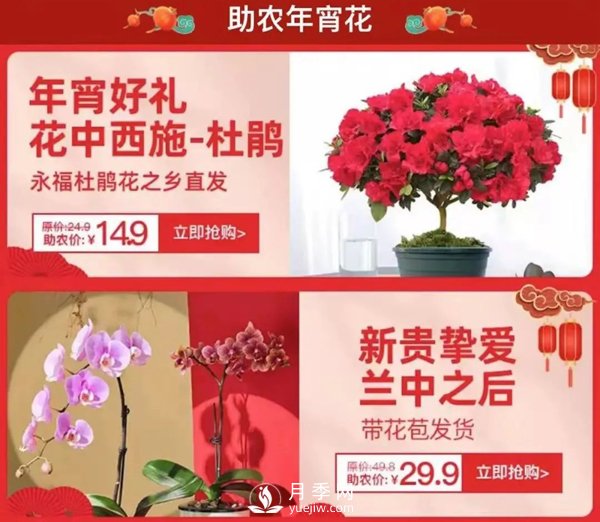 福建廣東等省年宵花遭遇滯銷，天貓等平臺為花農(nóng)解困(圖1)