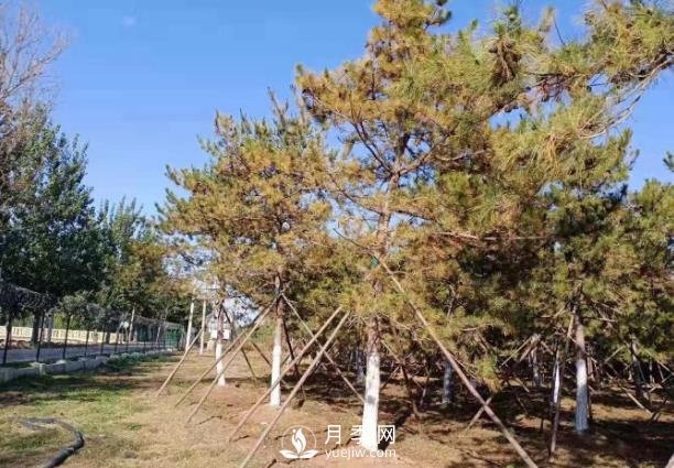 松樹針葉發(fā)生干枯、落針的5個(gè)原因和解決方法(圖1)