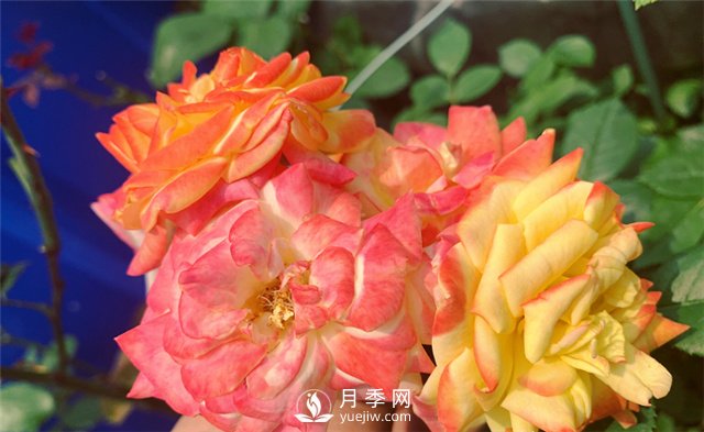 月季為什么會變色？(圖1)
