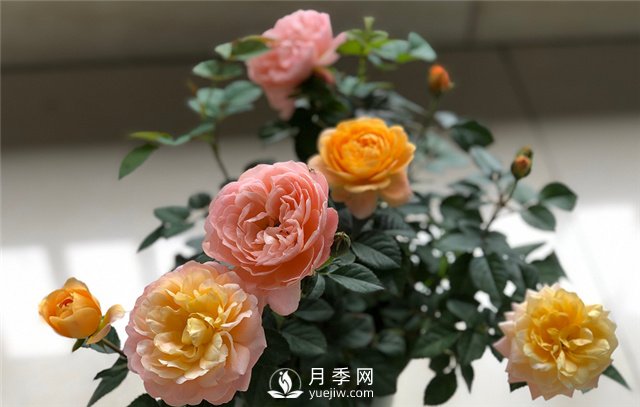 月季為什么會變色？(圖2)