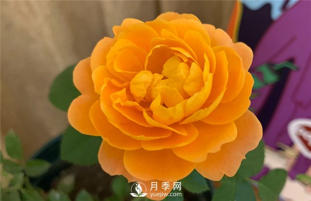 推薦5款月季品種，好看又好養(yǎng)，抗病能力強，值得擁有(圖1)