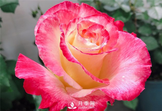 推薦5款月季品種，好看又好養(yǎng)，抗病能力強，值得擁有(圖2)
