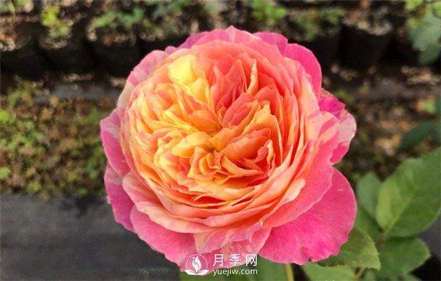 推薦5款月季品種，好看又好養(yǎng)，抗病能力強，值得擁有(圖3)