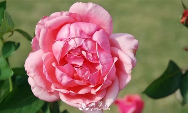 推薦5款月季品種，好看又好養(yǎng)，抗病能力強，值得擁有(圖4)