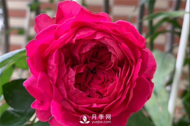 推薦5款月季品種，好看又好養(yǎng)，抗病能力強，值得擁有(圖5)