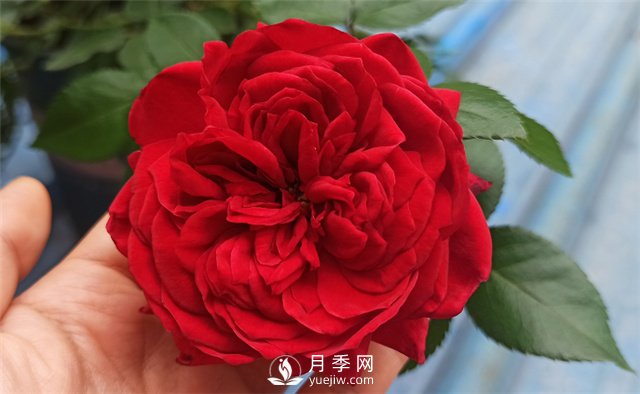 推薦10款紅色系月季品種，中國紅開啟2021好彩頭(圖1)
