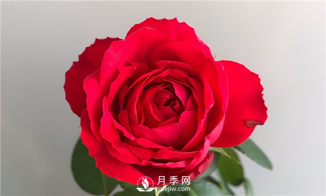 推薦10款紅色系月季品種，中國紅開啟2021好彩頭(圖4)