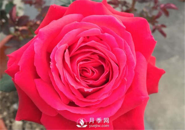 推薦10款紅色系月季品種，中國紅開啟2021好彩頭(圖8)