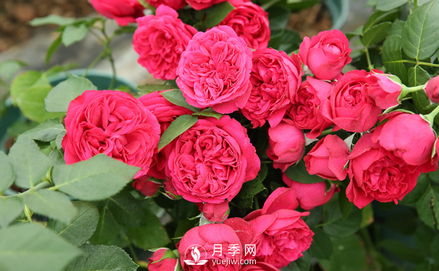 超級耐熱！南方必備！推薦3個(gè)耐熱月季品種(圖1)