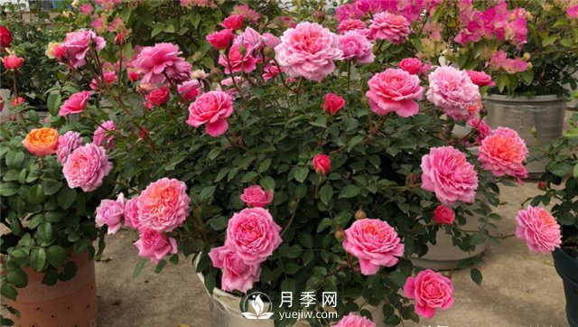 推薦10個陽臺月季品種，小陽臺的微型月季清單(圖1)