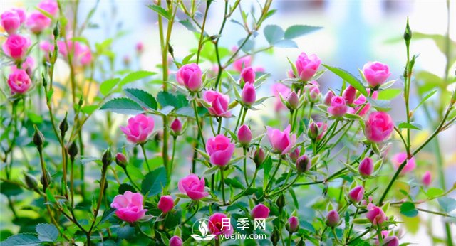 推薦10個陽臺月季品種，小陽臺的微型月季清單(圖8)