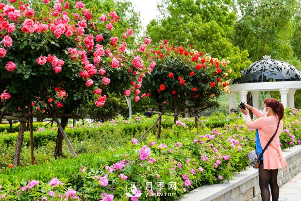 樹狀月季綠化實用效果怎么樣？南陽月季樹基地告訴你(圖1)