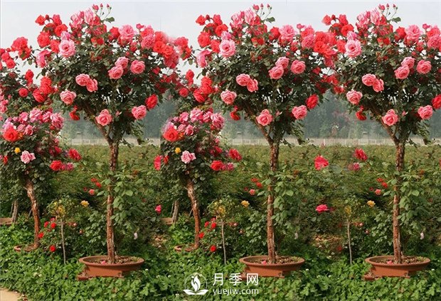 月季如何購(gòu)買？植株如何處理？(圖1)