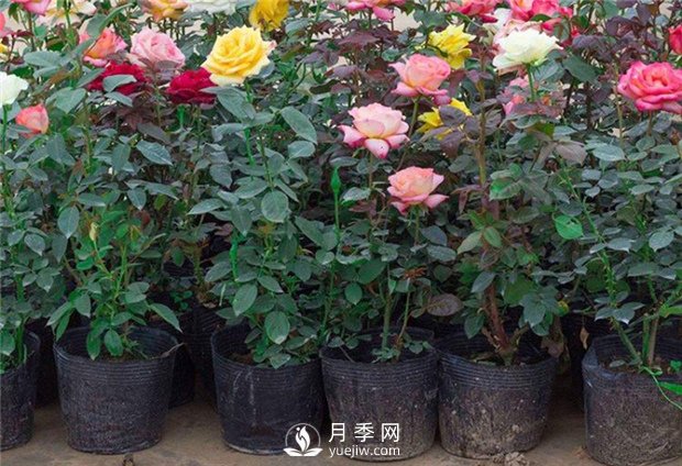 豐花月季，生長(zhǎng)管理養(yǎng)護(hù)應(yīng)該注意什么？(圖1)