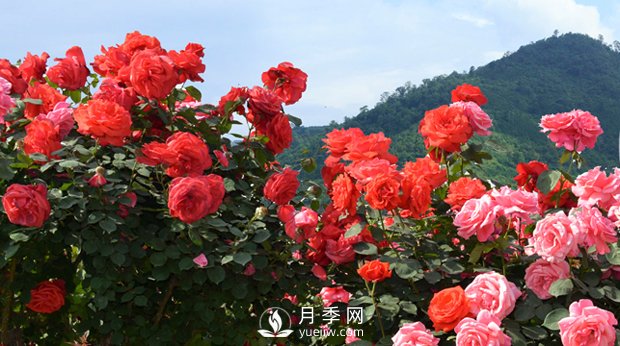 月季和玫瑰的區(qū)別是什么？(圖1)