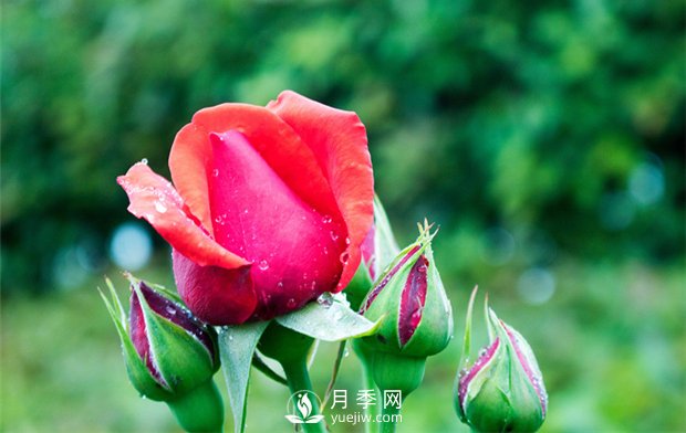 誰說沒院子不能養(yǎng)月季花？(圖1)