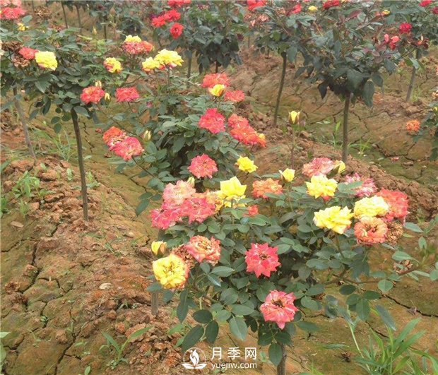 哪些因素影響月季老化？怎么防治？(圖1)