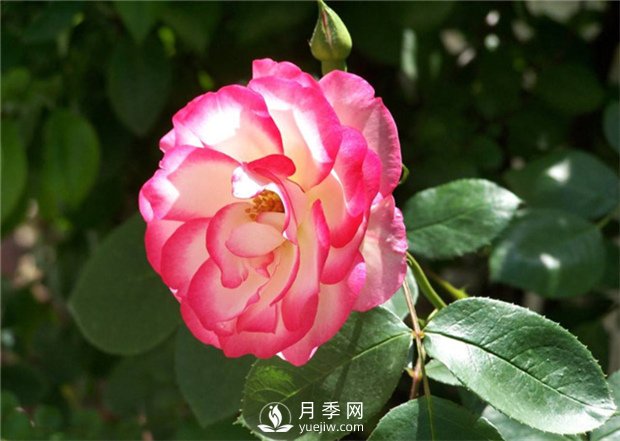 早春栽好月季花需要注意哪些方面？(圖1)